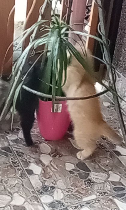 КОТЯТА Віддам в хороші руки