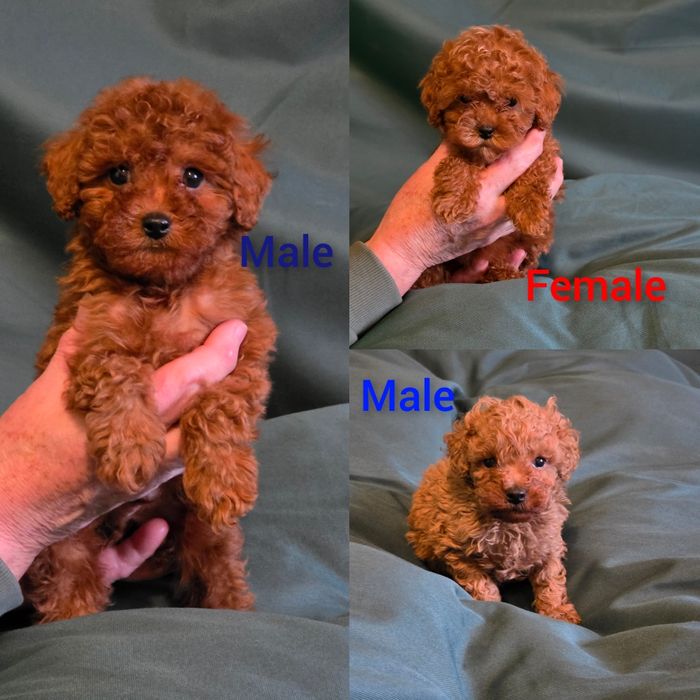 Пуделі від заводчика янтарний редбраун