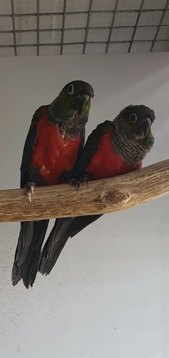 Pyrrhuras perlata criadas à mão