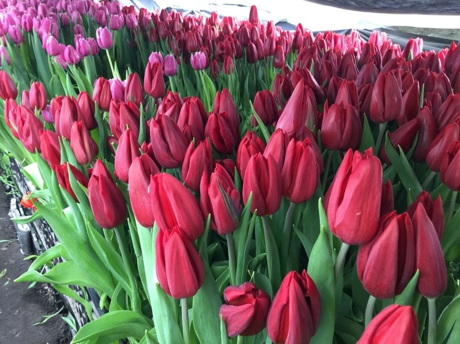 Тюльпани оптом/ зріз тюльпанів Вінниця/ тюльпан опт
