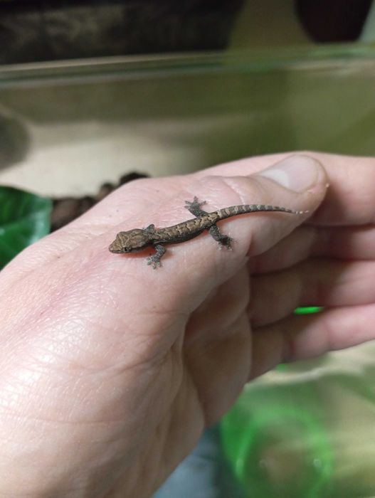 Gekon płaczący młode