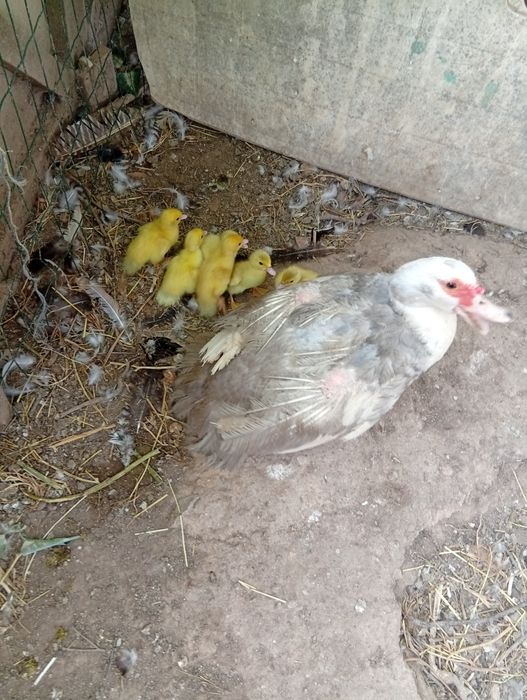 Patos mudos para venda!