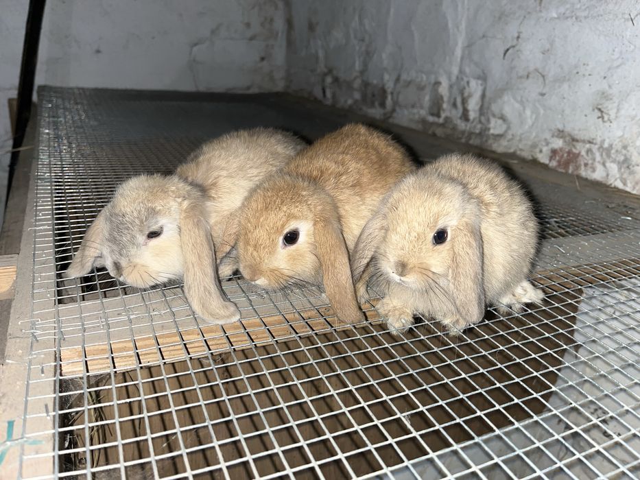 Króliki baranki miniaturowe mini lop