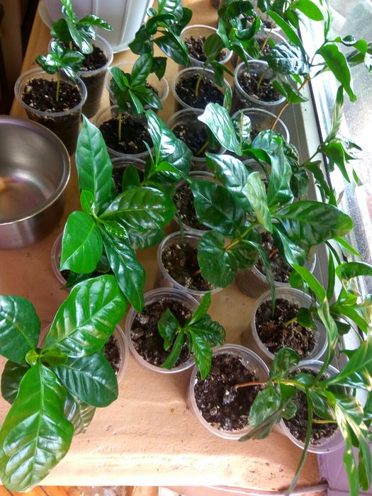 Саженец сеянец растение комнатный вазон Кофе арабика