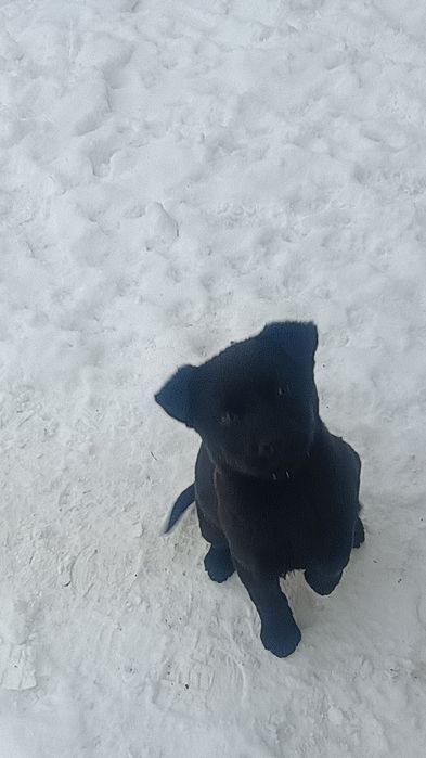 Szczeniaki,matka labrador z papierami.