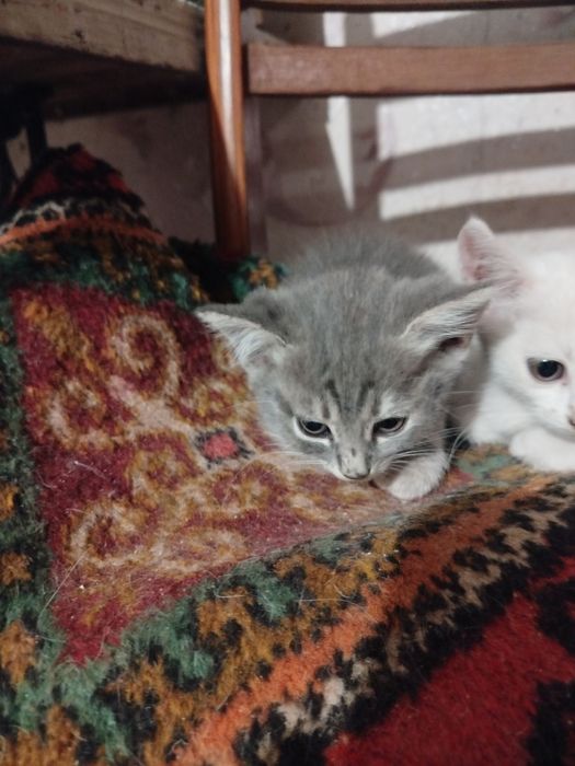 Кошенята шукають люблячу родину