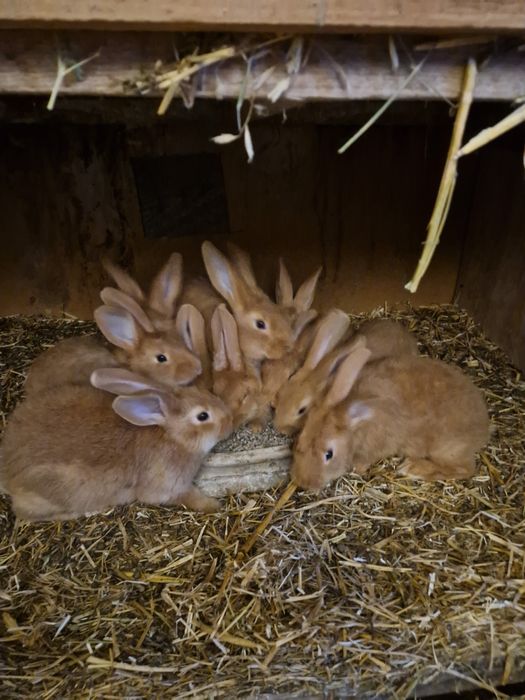 Króliki burgundzkie 10 sztuk samce
