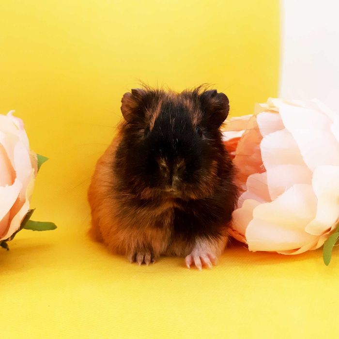 Морская свинка,морська свинка,морские свинки,морські свинки