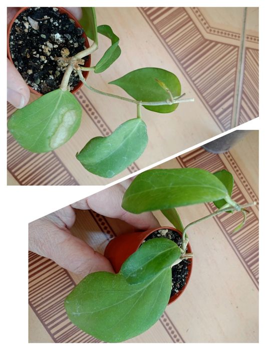 Хойя. Гарно вкорінені черенки.