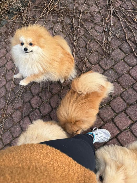 Pomeranian szpic