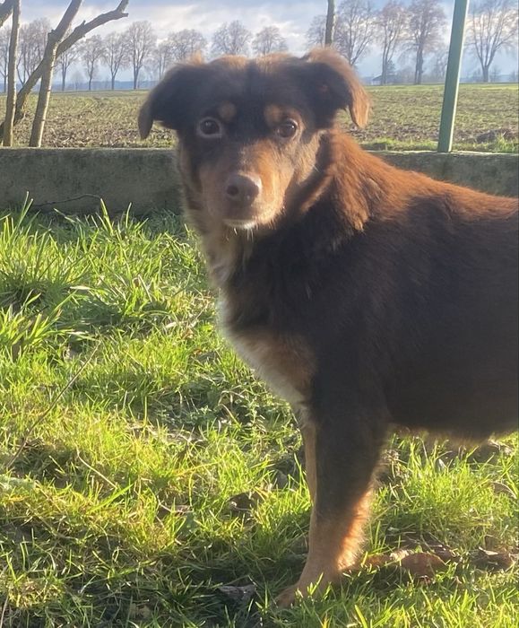Sunia Choko - do adopcji czekoladowa piekność