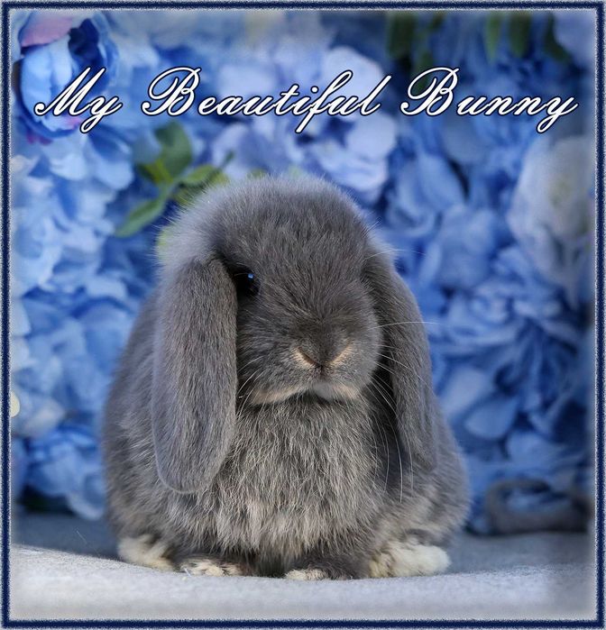 Piękny Królik Mini Lop - Blue Otter