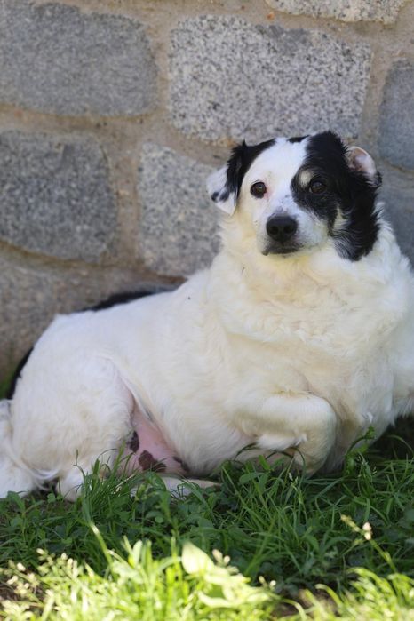 Do adopcji pieski