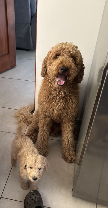 Goldendoodle F1b