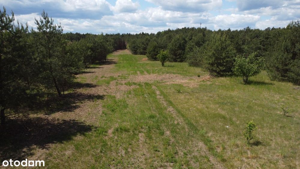 Działki budowlane przy lesie