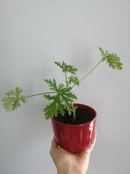 Geranium, anginka, Rozyndla - młode roślinki