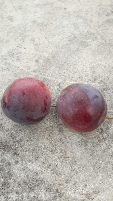 Слива харчова Бербанк Гігант