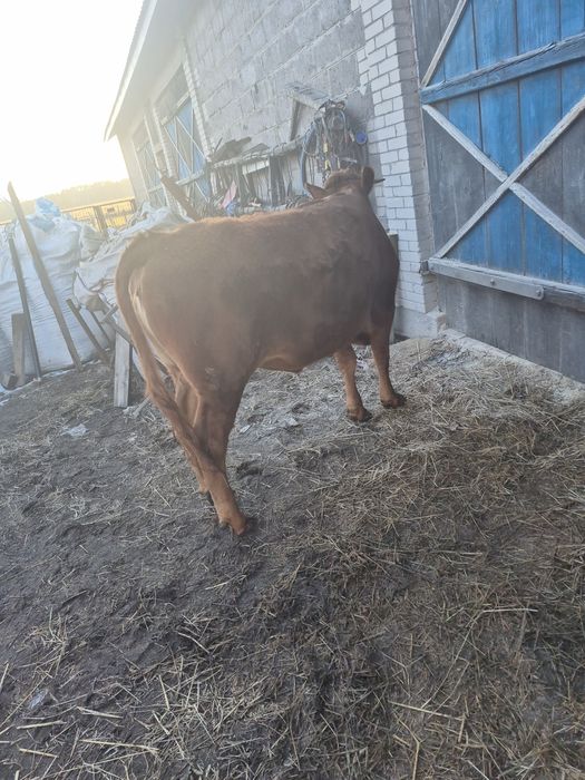 Jałówki pod zacielenie lub opas