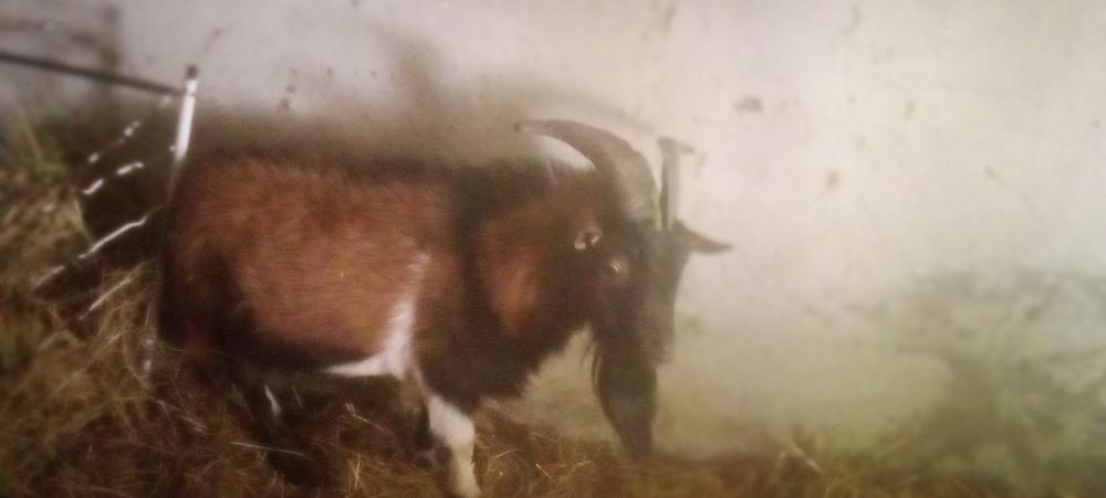 Tenho cabritos anões para ceder