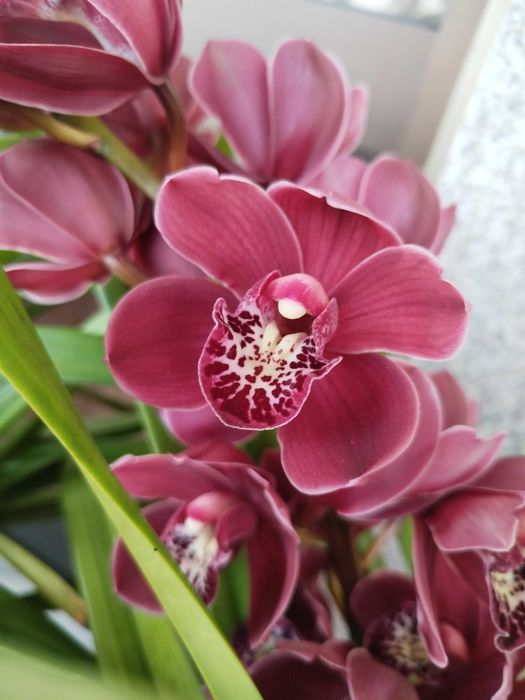 Venda orquídeas c/vaso em cimento