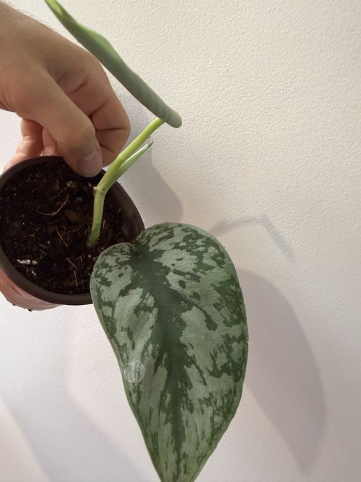 Scindapsus silver ann