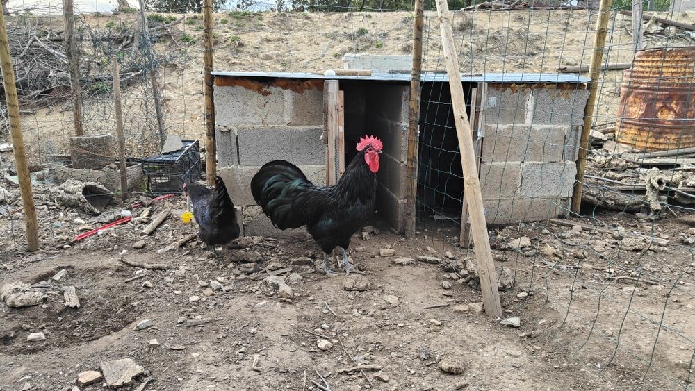 Ovos de galinha de raça