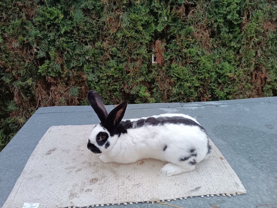 Samiec Olbrzym Srokacz Czarny z rodowodem po ocenie