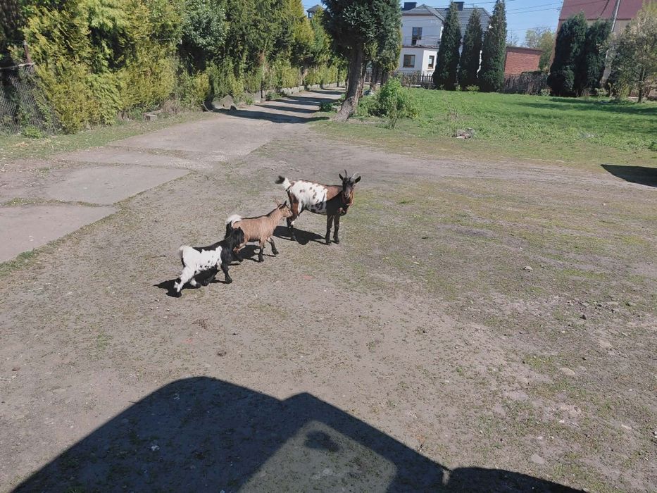 Mini koza polecam