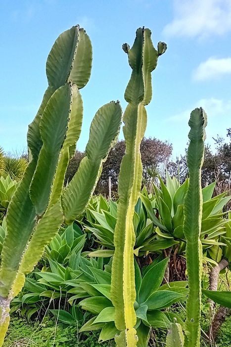 Cacto Verde em vaso para Jardim