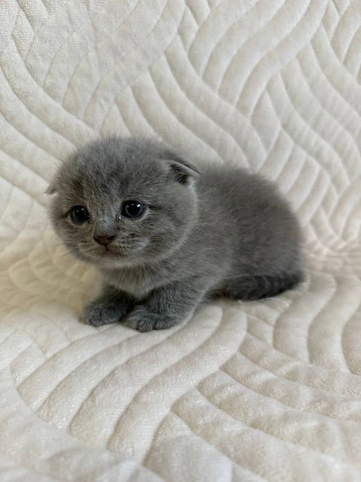 Британські весловухі кошенята