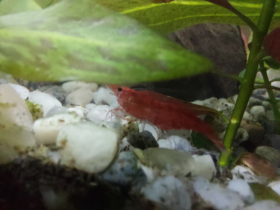 Glonojady,  zbrojniki, krewetki red cherry