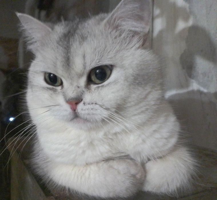 Срібляста шиншила кошеня хлопчик котик британський