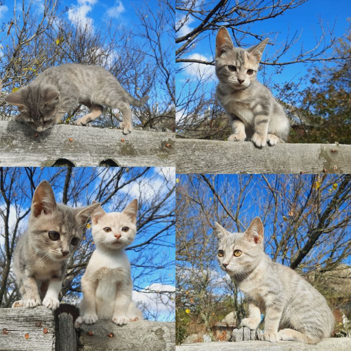 Отдам в хорошие руки. Бесплатно