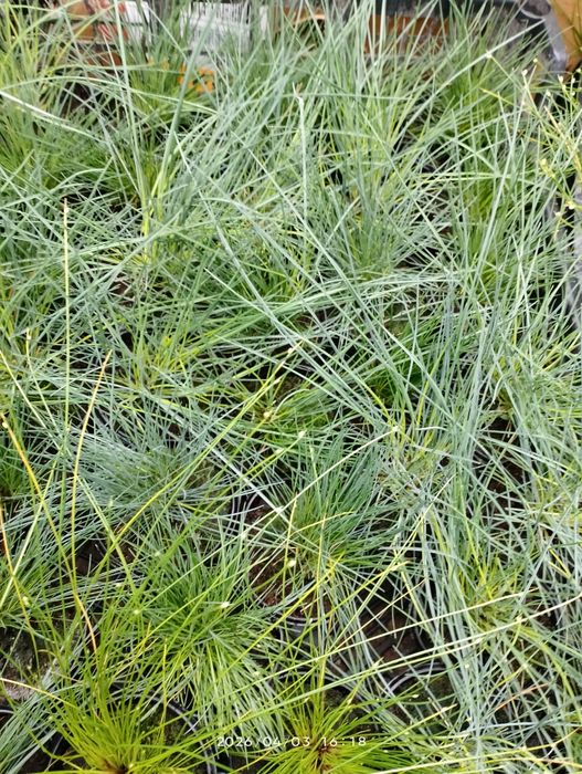 Діхондра, будра, ізолепіс, овсяніца та бухарник