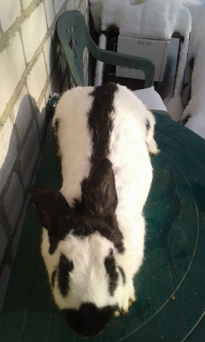 Німецький строкач