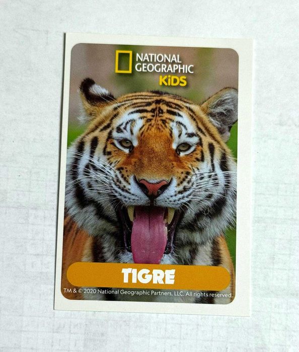 3 Cartas National Geographic Kids - Tigre & Urso