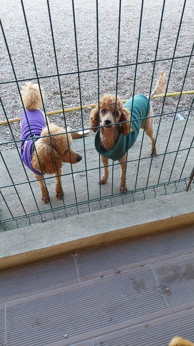 Lindo menino caniche