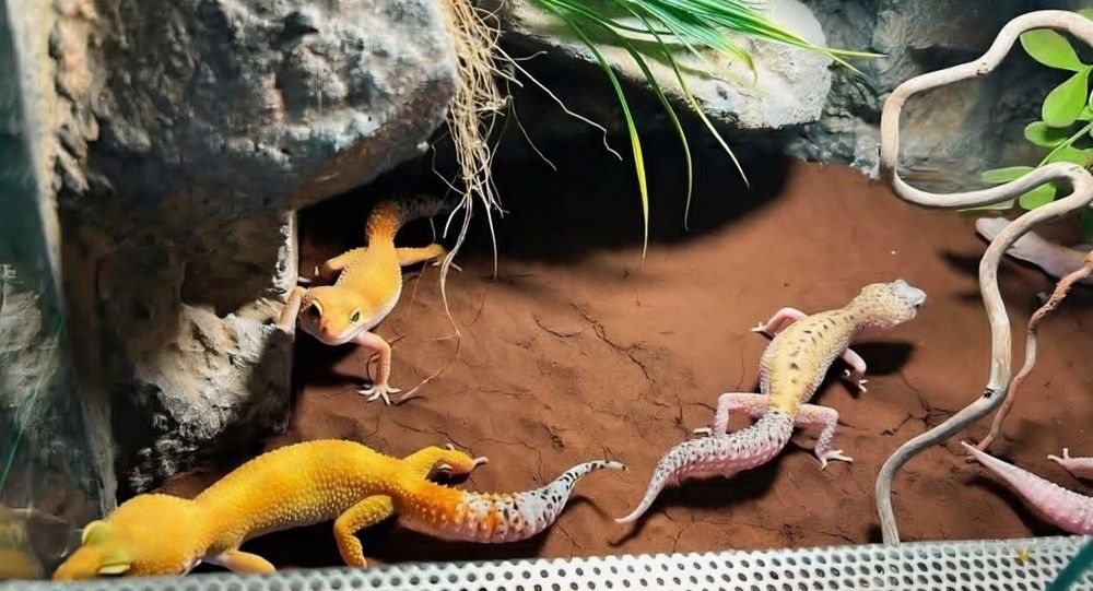 Gekon lampraci eublefar