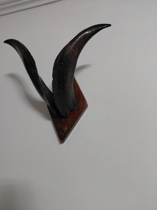 Продам Роги кози