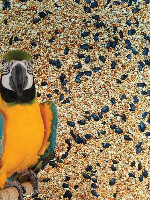 PAPUGA MAŁA 20KG Bogaty skład Karma dla małych papug