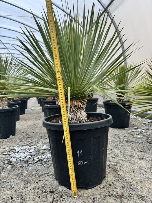Juka Rostrata Yucca Rostrata ok 80 cm
