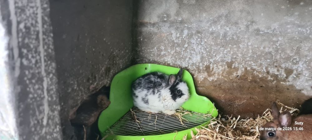 Coelhinhos anões muito meigos à procura de um lar
