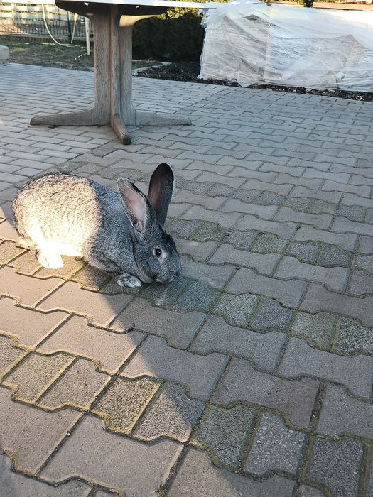 Sprzedam króliki olbrzyma belgijskiego