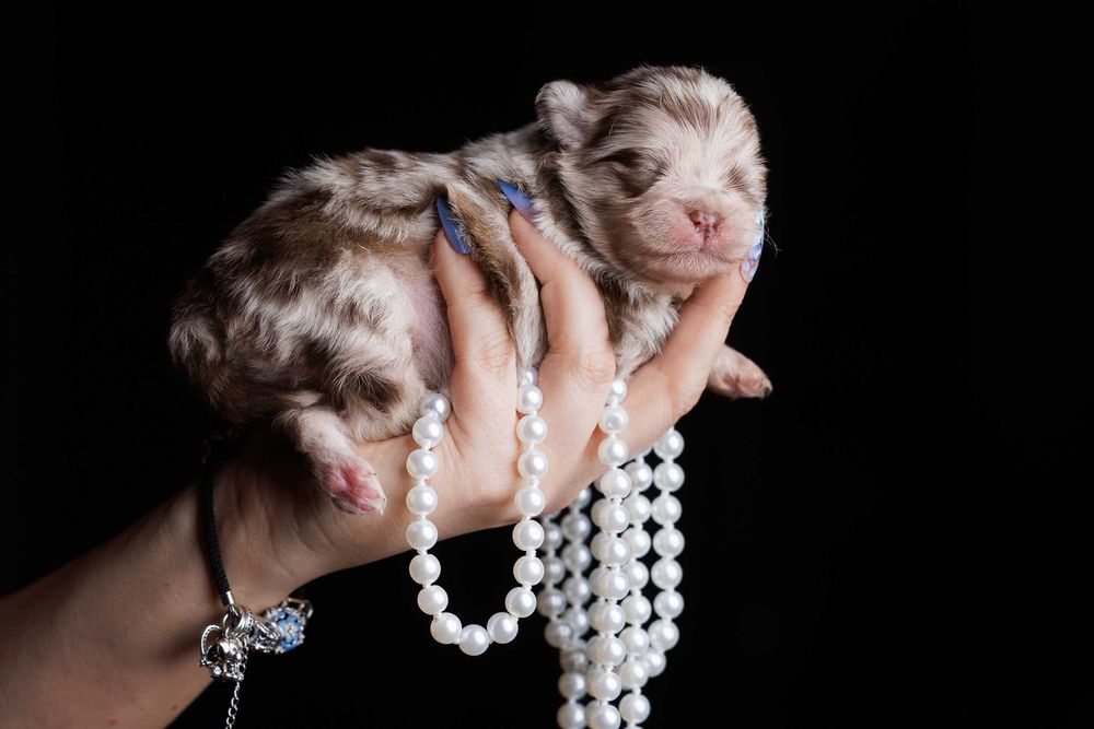 Szpic miniaturowy*Pomeranian* Chłopczyk CHOCO MERLE