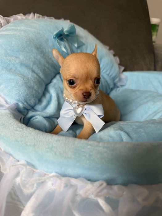 Chihuahua kremowy chlopczyk xxs
