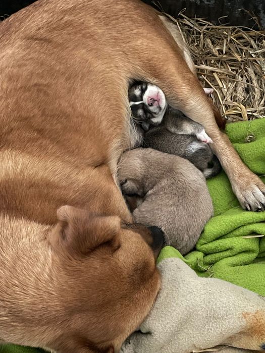 Zaginął piesek miał około 2 miesiące proszę pomóżcie mi go znaleźć.