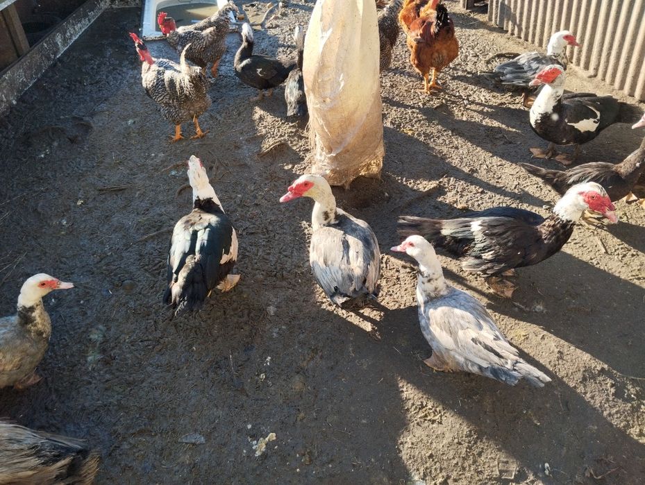 Vendo patos e fêmeas adultas prontas a fazer criação