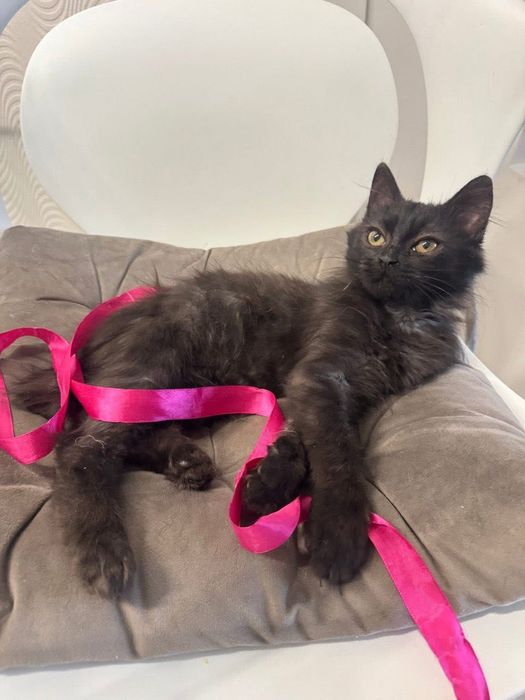 Чудова киця в люблячу сім'ю