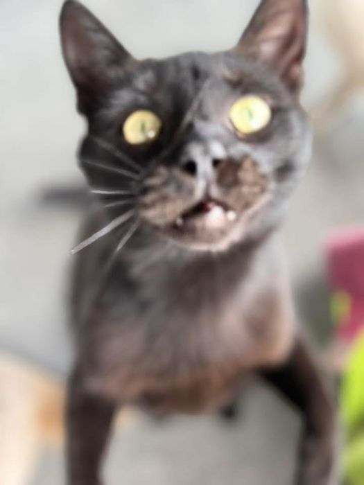 Tofik do adopcji szuka domu