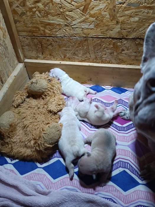 Цуценята французький бульдог. Хлопці